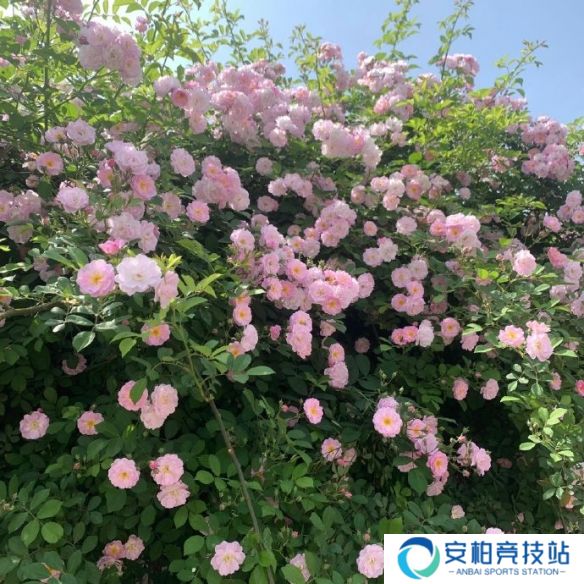 《英雄联盟》不矫情的网名大全4